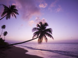 Buy Palm Trees Silhouetted at Sunset, Coconut Grove Beach at Cade's Bay at AllPosters.com