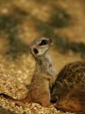 Buy Meerkat Next to Mother at AllPosters.com