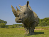 Buy Rhinoceros at AllPosters.com