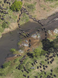 Buy Aerial of Common Wildebeest Crossing River During Migration at AllPosters.com