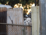 Alpacas Looking Through a Gap in a Backyard Fence, Williamstown