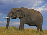 Buy African Elephant at AllPosters.com