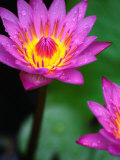 Buy Oriental Lotus, the Sacred Flower of Buddhism in Bali at AllPosters.com