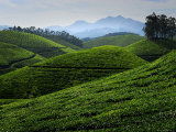 Tea Plantations Covering the Rolling Hills