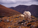 Buy Front Range Mountain Goats on Gray's Peak in the Rockies at AllPosters.com
