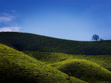 Tea Plantations Covering the Rolling Hills