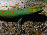 Buy Nosy Mangabe Day Gecko in the Nosy Mangabe Special Reserve at AllPosters.com