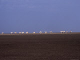 Buy Camel Train Makes its Way across the Parched Chalbi Desert at AllPosters.com