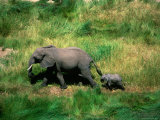 Aerial View of Mother and Baby Elephant Running
