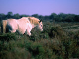 Buy Wild White Horse in the Camargue Nature Park at AllPosters.com
