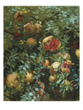 Pomegranates, Majorca