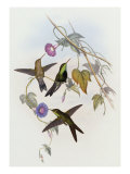 Buy Hummingbirds, Sporadinus Elegans, Family of Humming-Birds at AllPosters.com
