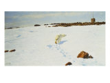 Buy Polar Bear in an Arctic Landscape, 1899 at AllPosters.com