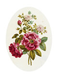 Buy Damask Rose, Collection of Flowers Drawn and Disposed in an Ornamental and Picturesque Manner at AllPosters.com
