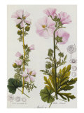 Buy Common Mallow, Malvaceae, 1850-1909 at AllPosters.com