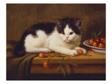 Black and White Kitten with a Bowl of Cherries. 20th Century
