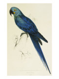 Hyacinthe Maccaw, Macrocercus Hyacinthanus, Illustration of the Family of Psittacidae, or Parrots