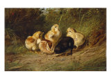 Chickens, 1878
