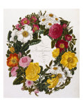 Buy Frontispiece of Roses, Collection of Roses from Nature at AllPosters.com