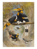 Buy The Rhinoceros Hornbill, Buceros Rhinoceros, Zoological Sketches, 1856 at AllPosters.com