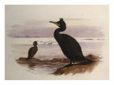 Buy Green Cormorant or Shag, Vignette, 19th Century at AllPosters.com