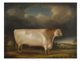 Buy Comet' a Light Roan Short-Horn Bull in a Landscape, 1811 at AllPosters.com