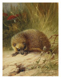 Buy Hedgehog, 1928 at AllPosters.com