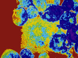 Buy HIV Infected T-Cells AIDS Virus at AllPosters.com