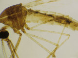 Mosquito with Malaria Anopheles