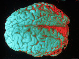 Buy Human Brain Red and Blue at AllPosters.com