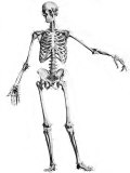 Buy Historical Skeleton Skeleton Medial View at AllPosters.com