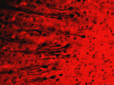 Buy Cerebral Cortex Golgi X20 Method Glia Dendrites at AllPosters.com