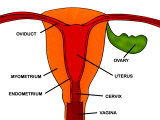 Buy Female Reproductive System Uterus at AllPosters.com