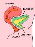 Buy Female Bladder and Vagina Urine at AllPosters.com