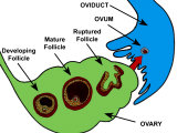 Buy Female Reproductive System Ovary at AllPosters.com