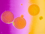 Buy Pollen Light Micrograph Pseudocolored at AllPosters.com