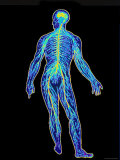 Whole Body Nervous System