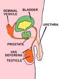 Buy Male Urongenital System Urine at AllPosters.com