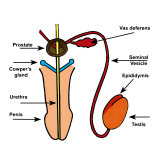 Buy Male Accessory Reproductive Structures at AllPosters.com