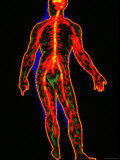 Nervous System, Full Body Central Nervous System