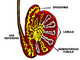Buy Male Testes Tubules Seminiferous Lobules Label at AllPosters.com