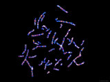 Buy Human Chromosomes at AllPosters.com