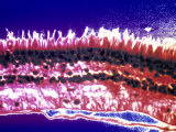 Buy Retina of the Eye Micrograph at AllPosters.com