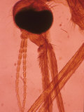 Anopheles Mosquito on Red Background