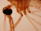 Micrograph Anopheles Mosquito Malaria Vector