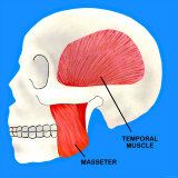 Buy Muscles the Move the Jaw Mastication at AllPosters.com