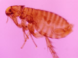 Photomicrograph of Flea Parasite , Insect