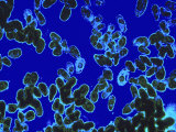 Tetrahymena Thermophila Color Photomicro