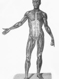Historical Skeleton Muscular System