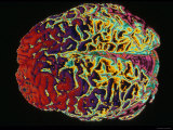 Buy Human Brain Colorized at AllPosters.com